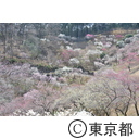 吉野梅郷の梅