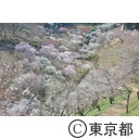 吉野梅郷の梅