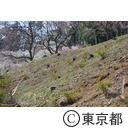 吉野梅郷の梅
