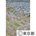 吉野梅郷の梅