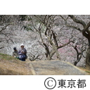 吉野梅郷の梅