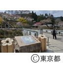吉野梅郷の梅