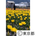 羽村市チューリップまつり