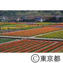 羽村市チューリップまつり