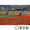 羽村市チューリップまつり
