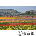 羽村市チューリップまつり