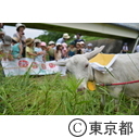UR都市機構 町田ヤギ除草実験