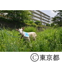 UR都市機構 町田ヤギ除草実験