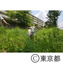 UR都市機構 町田ヤギ除草実験
