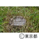 知事視察 （梅の公園・吉野梅郷）