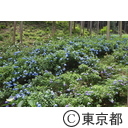 南沢あじさい山