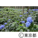 南沢あじさい山
