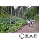 南沢あじさい山