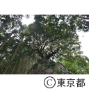 東京で１番大きな樫の木「深沢の山抱き大カシ」