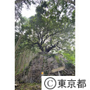 東京で１番大きな樫の木「深沢の山抱き大カシ」