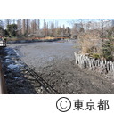 井の頭公園かいぼり