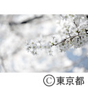 金刀比羅宮の桜