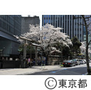 金刀比羅宮の桜