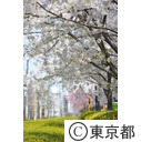 飛鳥山公園の桜