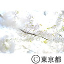 飛鳥山公園の桜