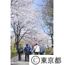 飛鳥山公園の桜