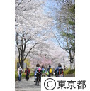 飛鳥山公園の桜