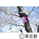 飛鳥山公園の桜