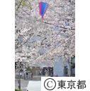 飛鳥山公園の桜