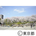 飛鳥山公園の桜