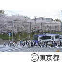 飛鳥山公園の桜