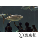 葛西臨海水族園