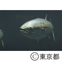 葛西臨海水族園