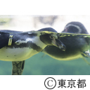 葛西臨海水族園