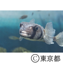 葛西臨海水族園