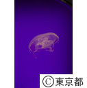 葛西臨海水族園