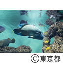 葛西臨海水族園