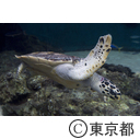 葛西臨海水族園