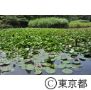 善福寺公園