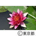 善福寺公園
