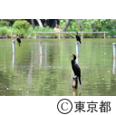 善福寺公園