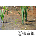 小山台緑地