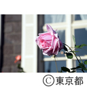 旧古河庭園