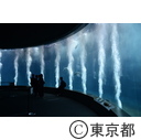 葛西臨海水族園クロマグロ等の展示数の減少
