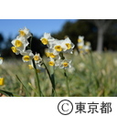 葛西臨海公園の水仙