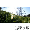 葛西臨海公園の水仙