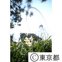 葛西臨海公園の水仙