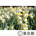 葛西臨海公園の水仙