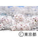 浜離宮の桜