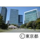 浜離宮の桜