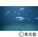 葛西臨海水族園
